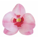 Dekora - Orchidées roses Waffel, 8,5 x 7,5 cm, 10 Stück