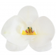 Dekora - Orchidées weiss Waffel, 8,5 x 7,5 cm, 10 Stück