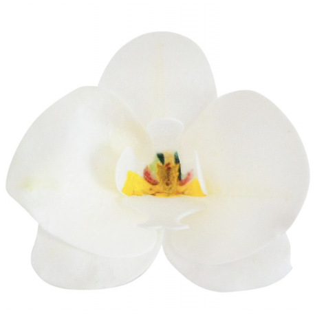 Dekora - Orchidées weiss Waffel, 8,5 x 7,5 cm, 10 Stück
