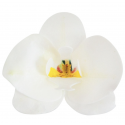 Dekora - Orchidées blanches en azyme, 8,5 x 7,5 cm, 10 pièces