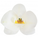 Dekora - White Orchid Edible Wafer, 8,5 x 7,5 cm, 10  pieces