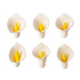 Decora Zuckerdekorationen, Calla-Lilien, 6 Stück